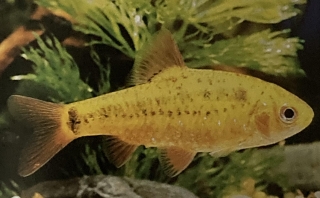 Barbus semifasciolatus mâle.